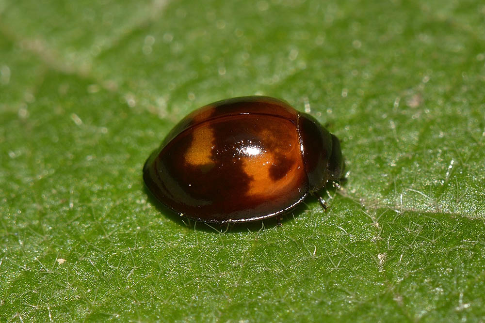 Exochomus quadripustulatus, Coccinellidae